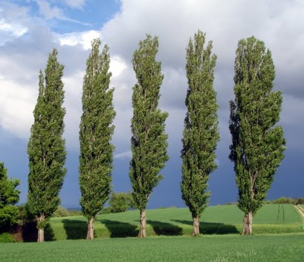 5 bomen.jpg